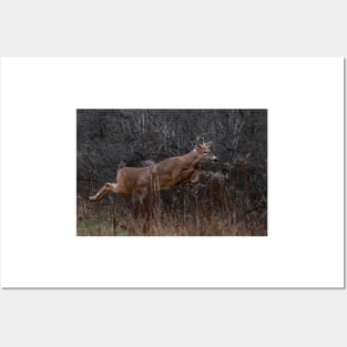 Into the Woods - White-tailed Deer Posters and Art